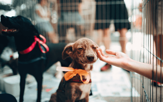 How To Choose Your Future Pets At An Animal Shelter?