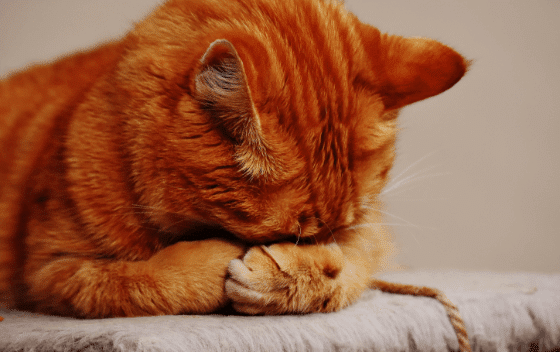 10 Warning Signs Your Cat Is Trying To Show You