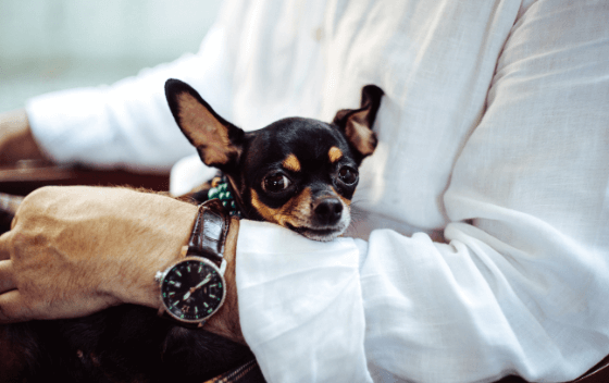 Adopting For The First Time? Here Is What To Expect