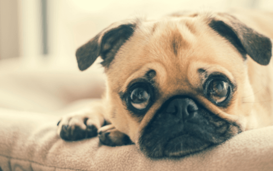 How To Potty Train Your Puppy In 3 Weeks?